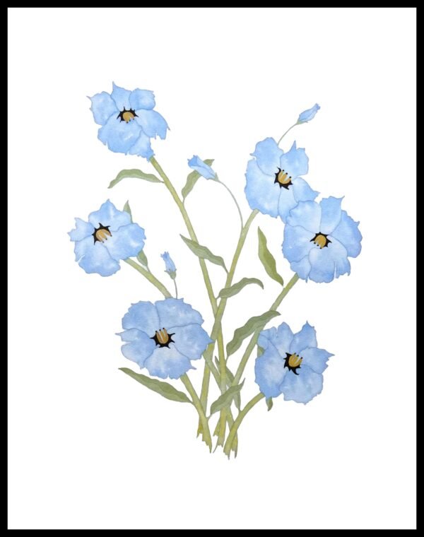 AIM 628 Blue Witch (S/N LIMITED EDITION)